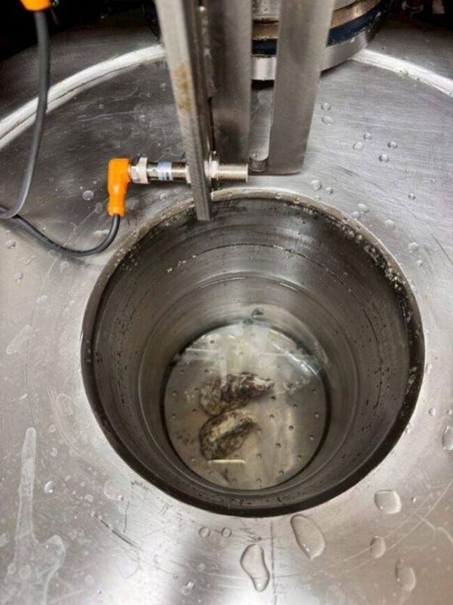 牡蠣剝殼人力老化  水試所導入超高壓自動去殼 | 華視新聞