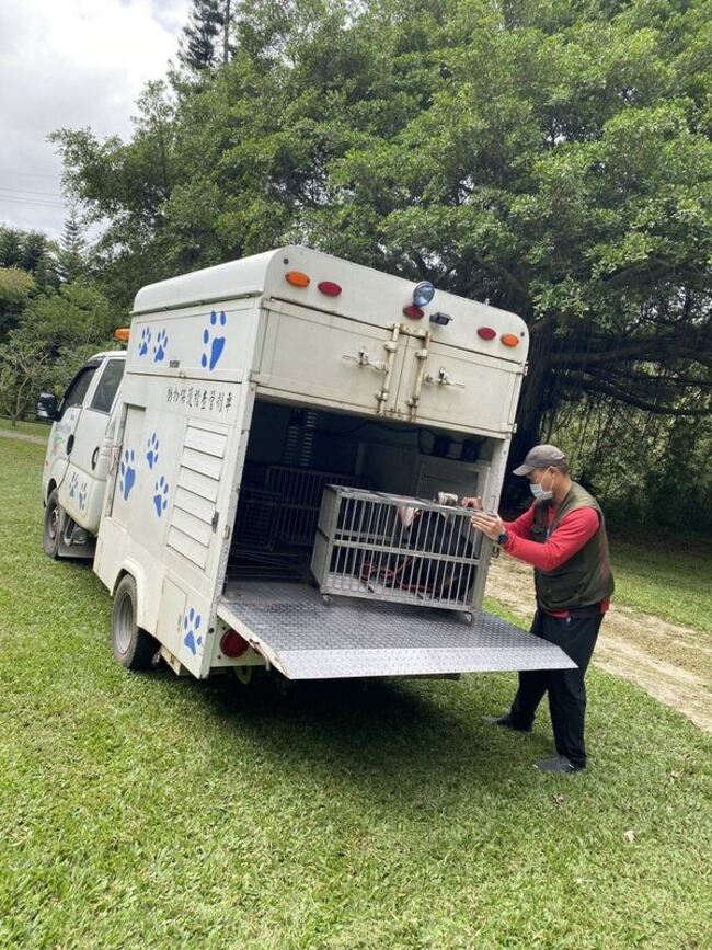 苗栗通霄首例死亡鼬獾染狂犬病　叼咬犬隻安樂死 | 華視新聞