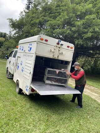 苗栗通霄首例死亡鼬獾染狂犬病　叼咬犬隻安樂死