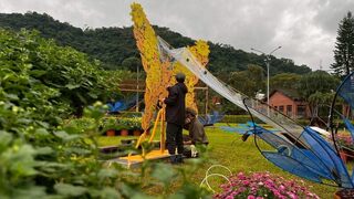 士林官邸菊展28日綻放　15主題城市故事自花海展開