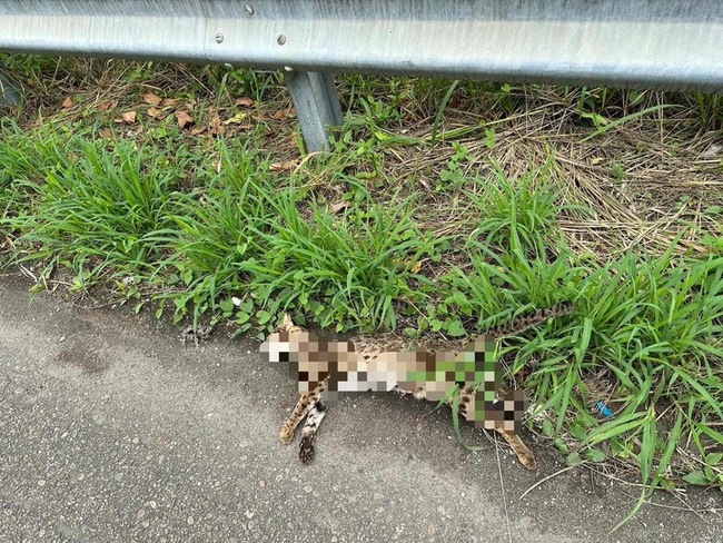 和美交流道堤防便道石虎路殺　籲民眾開車減速 | 華視新聞