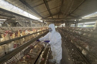 彰化啟動芬普尼監測　15家高風險蛋雞場都未檢出