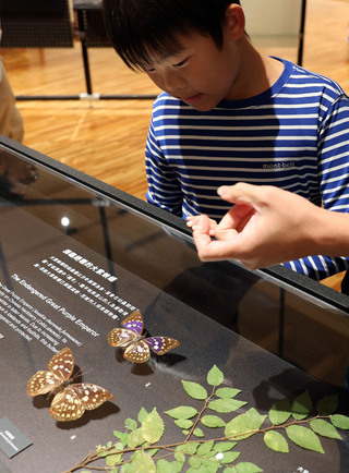 台博館特展揭密蝶蛾生存術　黃鳳蝶標本展出