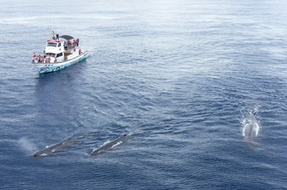 民間團隊觀測東部海域3年　抹香鯨目擊率提升