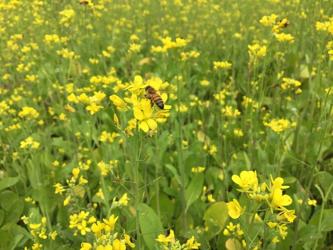 農糧署鼓勵冬種綠肥  形成油菜、向日葵花海 | 華視新聞