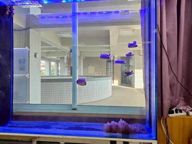 高市林園高中研究倒立水母再生能力　奪黑潮獎助金 | 華視新聞