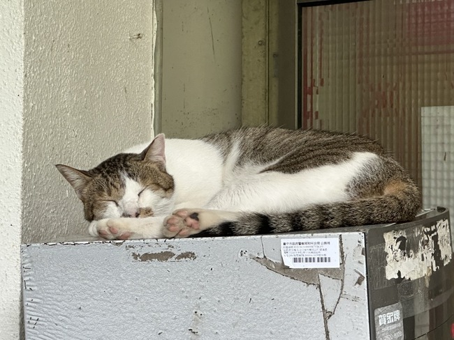 台中警所貓的報恩　幫滅蛇還捕鼠交換禮物 | 華視新聞