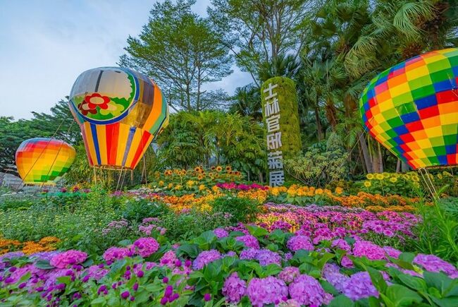 士林官邸菊展開幕　北市公園處估12月最適觀賞 | 華視新聞