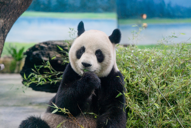 21歲「圓圓」年度健檢　北市動物園：自然老化 | 華視新聞