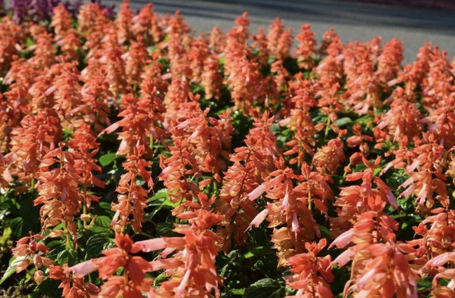 一串紅、粉萼鼠尾草交織　北市仁愛路秋冬增艷 | 華視新聞