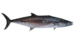 土魠魚年產量衰退　水試所以魚耳石掌握洄游行為