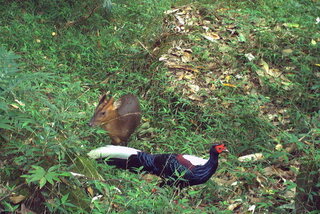 林保署嘉義分署紅外線相機監測 山羌跨物種同框王