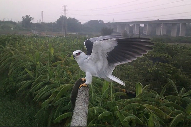 台南推猛禽棲架打造友善耕地　農民響應自設11座 | 華視新聞