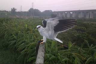 台南推猛禽棲架打造友善耕地　農民響應自設11座