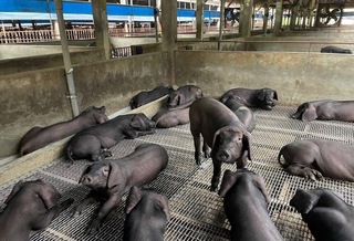 禁廚餘養豬　桃豬農盼放寬可溯源下腳料、豆渣餵養