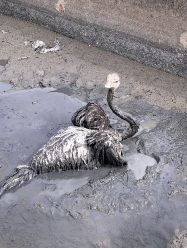 彰化伸港鴕鳥掉大排卡爛泥中　多人繩索拖拉助脫困 | 華視新聞