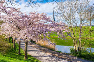 櫻花季參團人次增4倍　歐美長線異軍突起