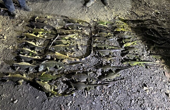 屏東綠鬣蜥114年移除逾11萬隻　議員籲「挖蛋獎勵」 | 華視新聞