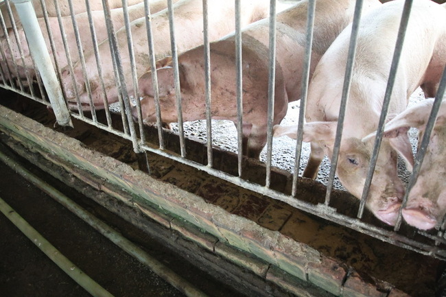 黑豬產業憂禁廚餘　農業部加速育成適合飼料品種 | 華視新聞