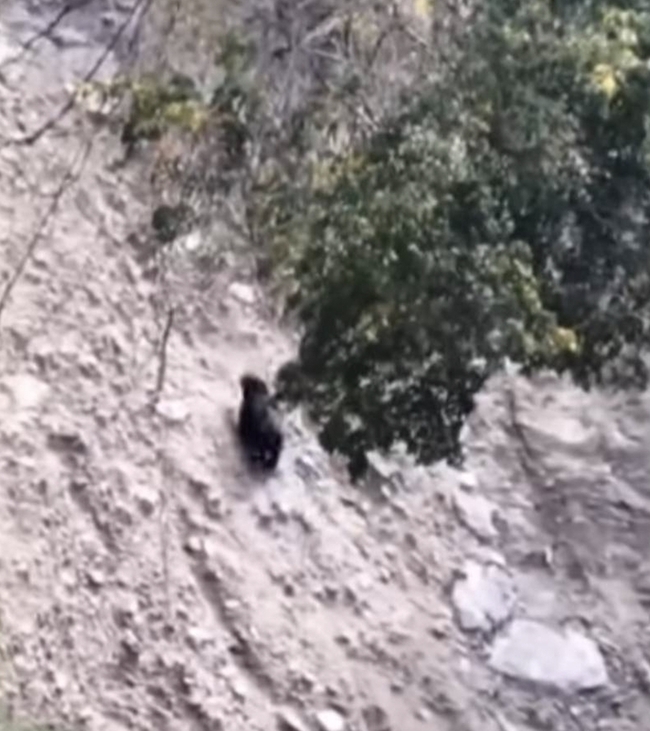 南投南豐、翠華村首度目擊台灣黑熊　林保署監測 | 華視新聞