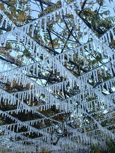 武陵農場清晨0.2度 藤花園冰晶宮再現