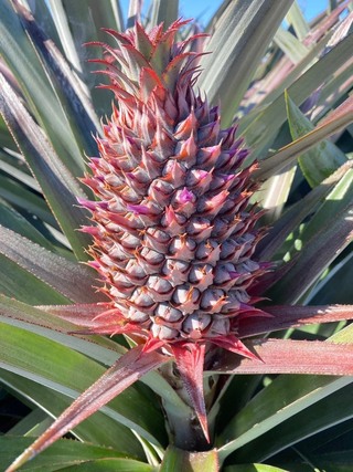 水果冷知識　鳳梨頭是底部、番石榴維生素C冠軍