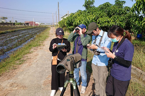 台南水雉族群調查減95隻 研判風災損棲地菱角田