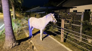 馬路遇見馬　駕駛正巧有馬術經驗引導路邊避危