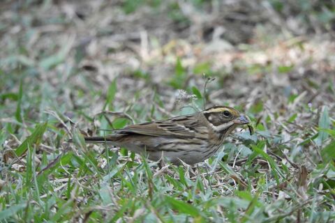 稀有候鳥黃眉鵐現蹤 科博館籲守護嬌客勿干擾