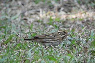 稀有候鳥黃眉鵐現蹤　科博館籲守護嬌客勿干擾