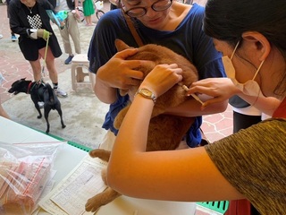 新北：未幫貓完成登記　115年起最高可罰1.5萬元