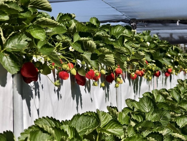 苗栗大湖草莓季登場  農會推全新相關商品 | 華視新聞