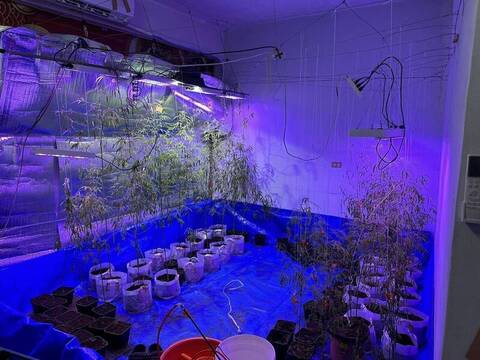 債主逼栽種大麻抵債 刑事局破獲毒品供應鏈3人遭訴