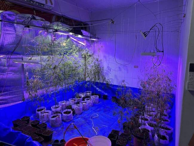 債主逼栽種大麻抵債　刑事局破獲毒品供應鏈3人遭訴 | 華視新聞