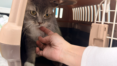 彰化動防所開放認養品種貓 報名踴躍現人龍