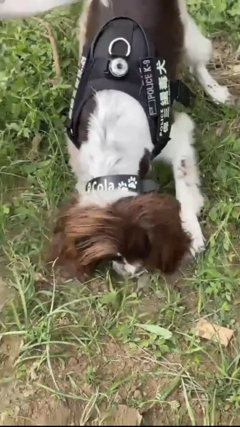 高雄男子公園埋毒交易 緝毒神犬助挖百顆大麻菸彈