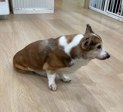 15歲柯基犬疑遭虐 北市府救援送醫通知飼主說明