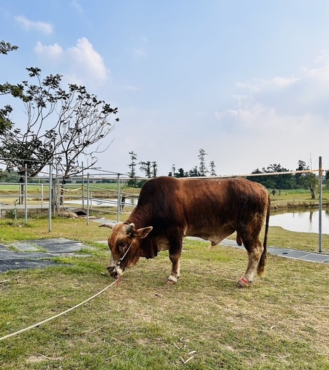 南投受虐黃牛住進台南「老牛的家」 開啟全新生活
