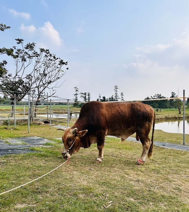 南投受虐黃牛住進台南「老牛的家」　開啟全新生活 | 華視新聞