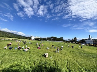 台東入冬後首場拔蘿蔔　成功鎮農會初辦逾百人參加