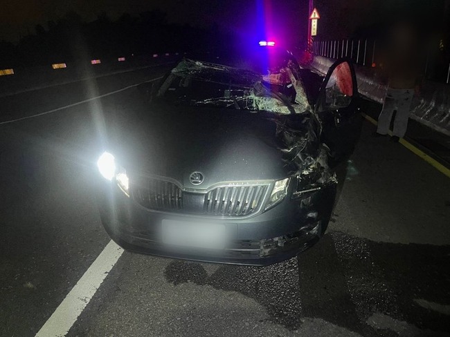 馬匹闖台61線苗栗段遭撞　駕駛受傷、馬死亡 | 華視新聞