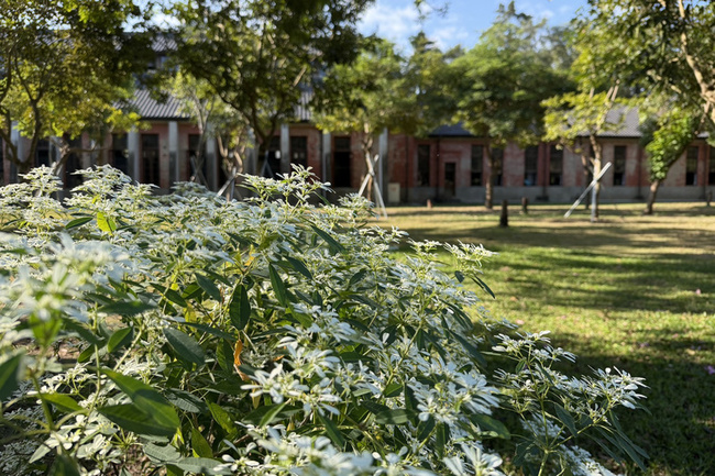 氣溫下降白雪木盛開　台南水道博物館花季登場 | 華視新聞