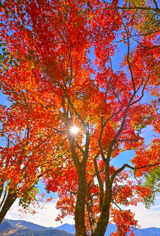 阿里山清晨結霜  攝影達人：進入最佳賞楓時刻 | 華視新聞