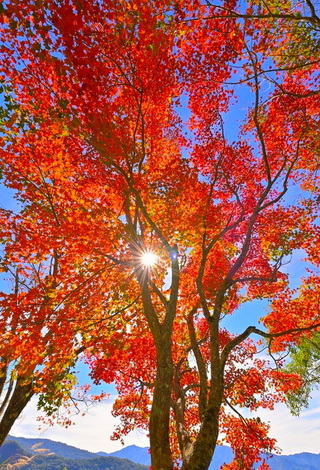 阿里山清晨結霜  攝影達人：進入最佳賞楓時刻