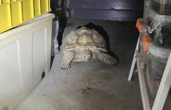 蘇卡達陸龜家中花園走失 民眾住家倉庫尋獲虛驚一場 | 華視新聞