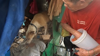 1人6狗三輪車組成一個家　馬尼拉街友因愛心走紅