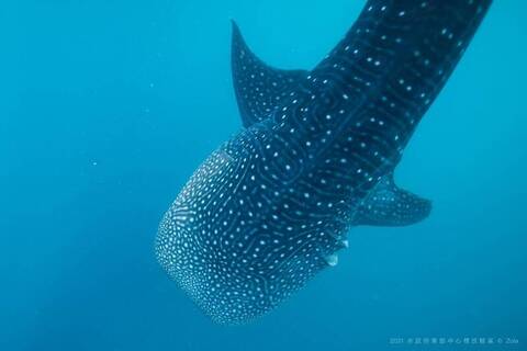 關切軟骨魚類 CITES保育鯨鯊禁止國際間交易