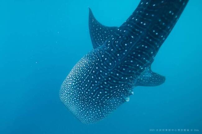 關切軟骨魚類　CITES保育鯨鯊禁止國際間交易 | 華視新聞