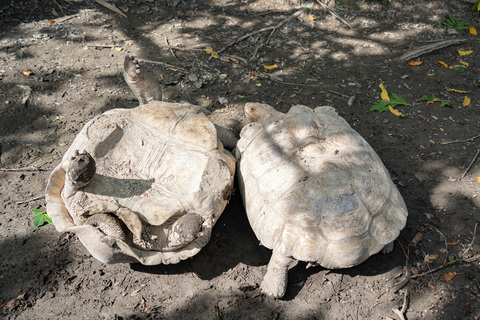 蘇卡達象龜翻車為了啥 北市動物園:爭或護地盤