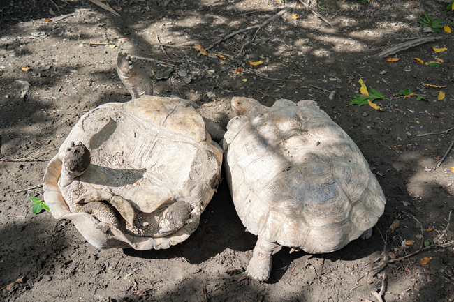 蘇卡達象龜翻車為了啥 北市動物園：爭或護地盤 | 華視新聞